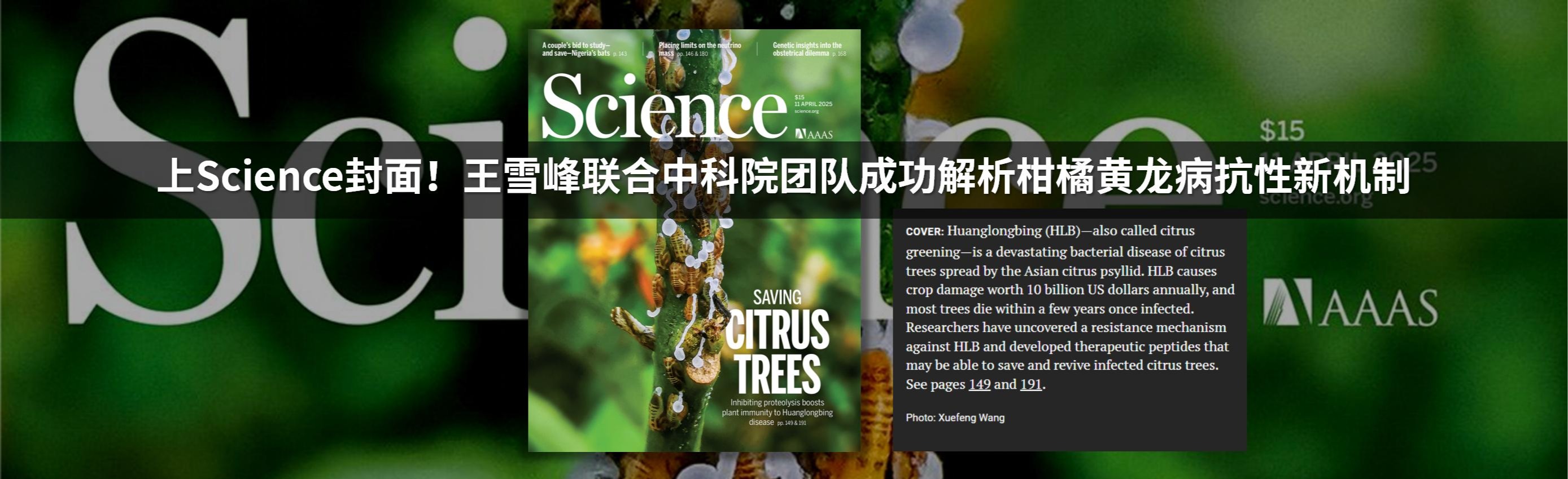 上Science封面！我所科研团队合作解析柑橘黄龙病抗性新机制