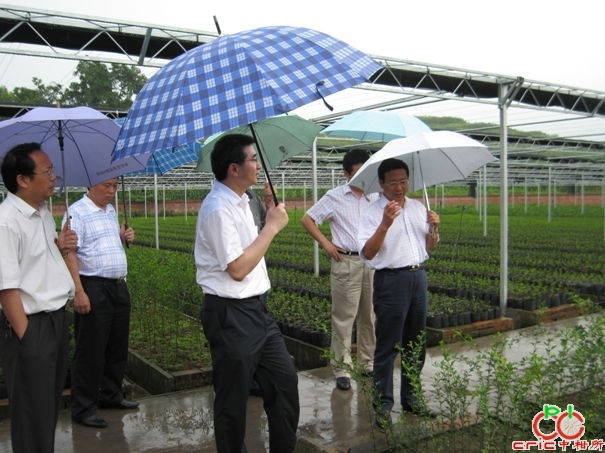 马市长冒雨视察柑桔无病毒一级采穗圃